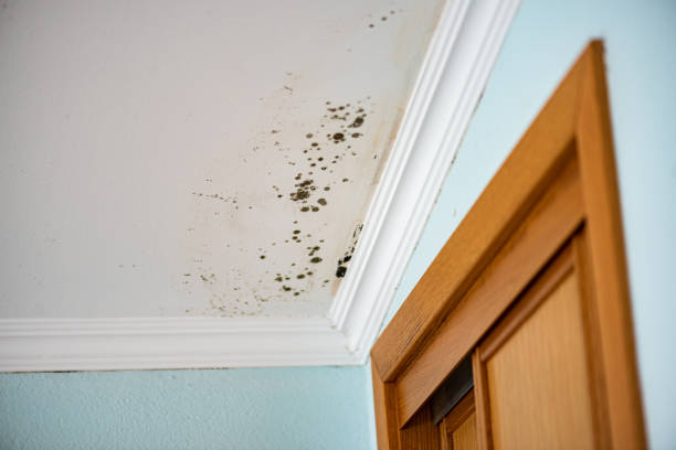 Best Commercial Mold Removal  in Cape St Claire, MD