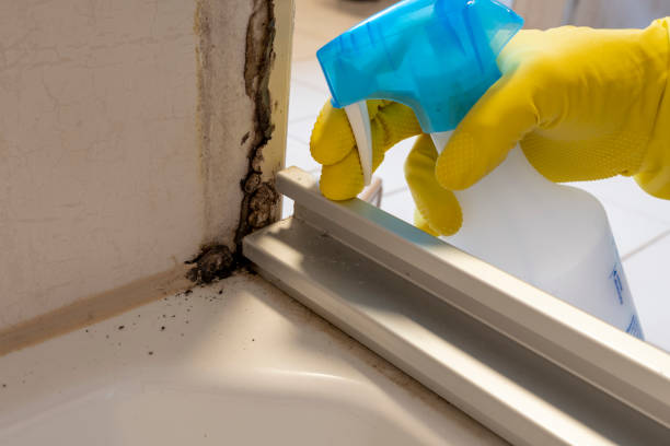 Best Professional Mold Removal  in Cape St Claire, MD