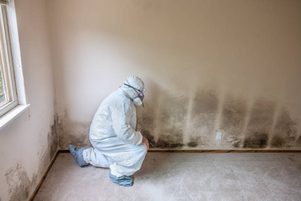 Best Toxic Mold Removal  in Cape St Claire, MD