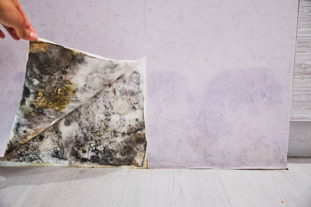 Best Emergency Mold Removal  in Cape St Claire, MD